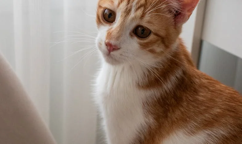 Mezi povinností a sebeochranou: Když mě tchyně označila za nepřítele