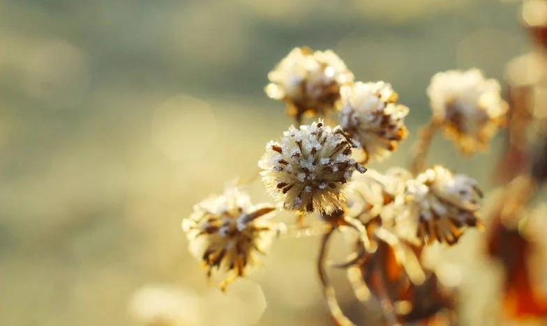 Slzy matky: Když mezi synem a tchyní mizí hranice