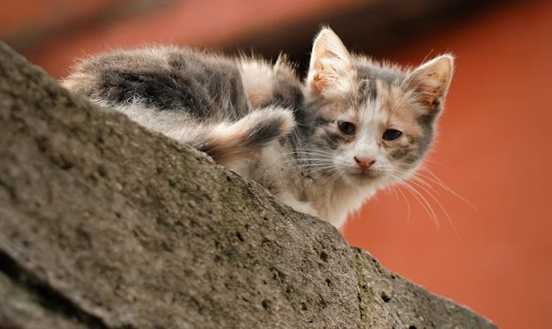 Faktura za lásku: Když se manželství změní v účetnictví