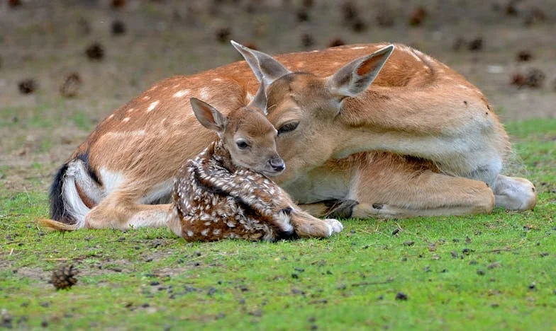 Když láska vyhasne a znovu vzplane: Příběh Hany po 27 letech manželství