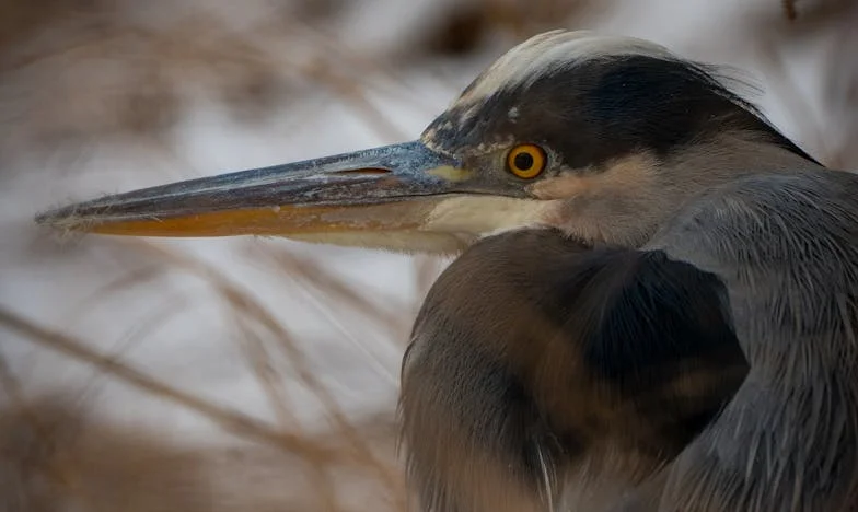 Ticho, které pálí: Cena jednoho manželství