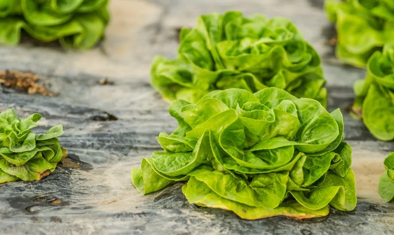 Davidova tajná závěť: Zrada nebo nedorozumění?