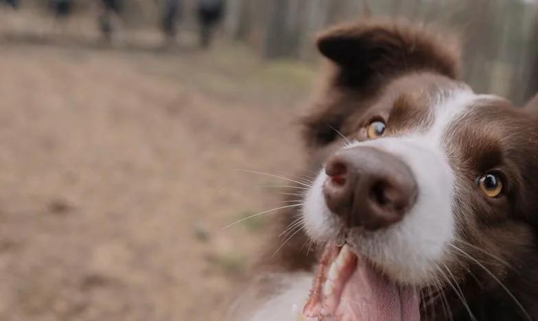 Držela jsem psa za obojek, když u výtahu ležela krev, a v tu chvíli mi došlo, že doma už není jen ticho po rozvodu