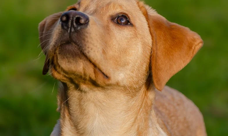 Držela jsem Zuzanku jednou rukou a druhou tiskla psovi hadr na rozříznutý bok, když se na chodbě paneláku rozsvítilo modré světlo