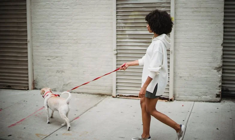 Jak mě zachránil hnědý voříšek před samotu po rozvodu – a proč jsem už nikdy nemohla být stejná