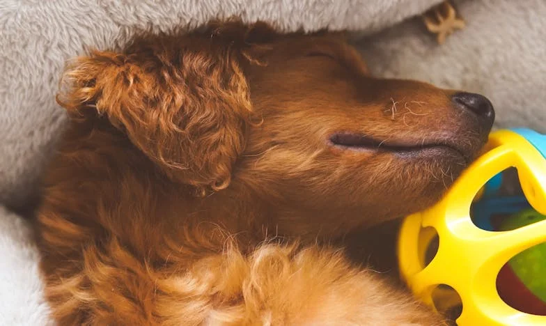 Jak mi starý šedivý voříšek Franta zachránil vztah s tátou a změnil pohled na vinu