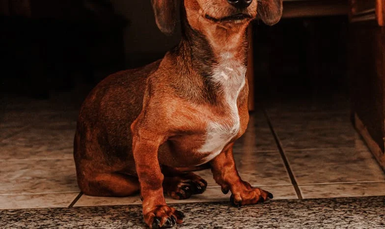 Jedna fenka, dvě generace a malý panelákový zázrak: Jak mi psí dýchání změnilo rodinu