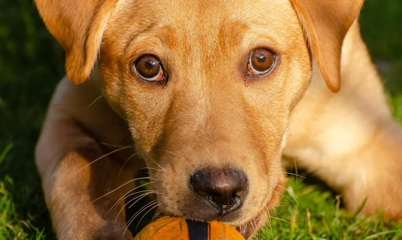 Když jsem poprvé dokázala říct ne své tchyni: Příběh o hranicích, psovi a vlastní hodnotě