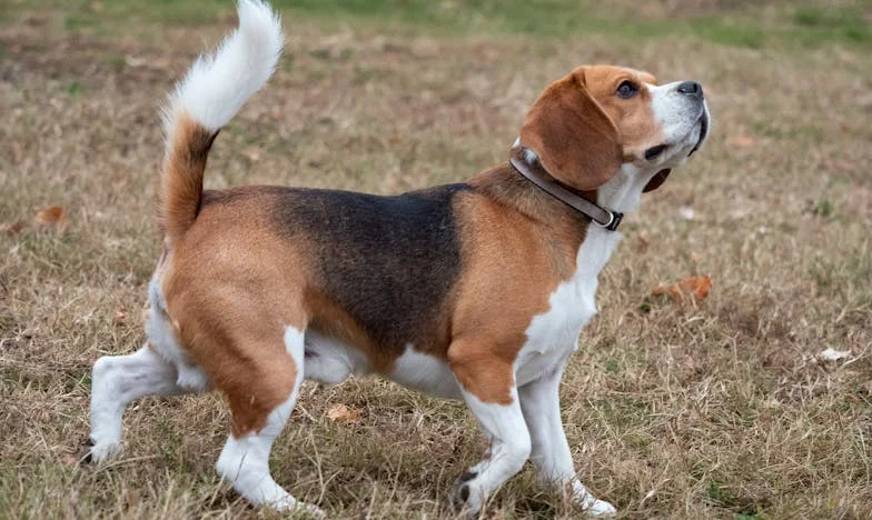 Když jsem tátu dala do domova a pes mi to nedovolil „jen tak“ přejít