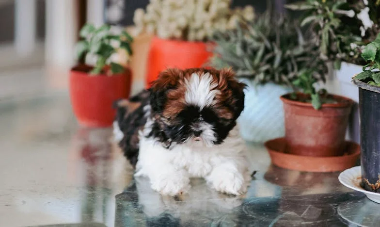 Když jsem v dešti držel cizího psa a čekal na policii, netušil jsem, že mi zachrání život i vztah s mámou