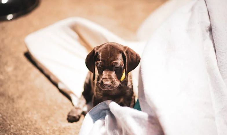 Když krev kapala na dlažbu sídliště a já tiskla jazyk staré feně k ráně, zjistila jsem, že moje samota má jméno: Žofka