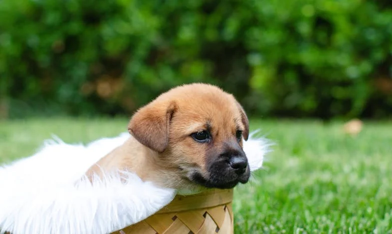 Když mi fenka roztrhla ticho mezi mnou a tchyní