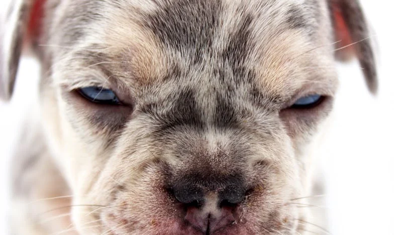 Když mi pes rozkousal dveře a policie stála na chodbě, došlo mi, že doma už nic nebude jako dřív