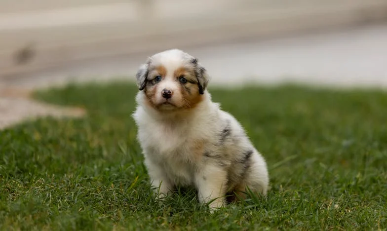 Když mi pes strhl ruku od kliky a já poprvé pochopila, co znamená zůstat