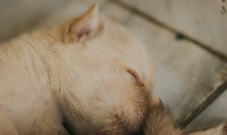 Když mi pes ukázal, že bolest nemusí být konec všeho: Život po rozvodu v paneláku na Jižáku