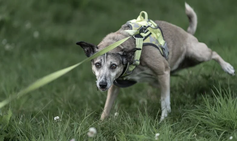 Když mi pes začal krvácet na chodbě paneláku, došlo mi, že rodinnou válku už neuhraju po staru