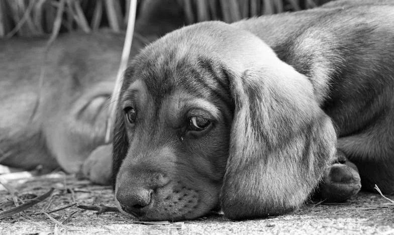 Když mi v pět ráno klesla fenka pod ruce na mokrém chodníku, pochopila jsem, že už nejde jen o mě