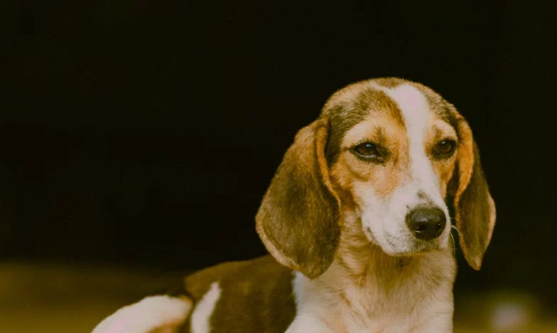 Když minulost zaklepe: fenka z chodby, zmizení Lenky a tajemství, které mi roztrhlo rodinu