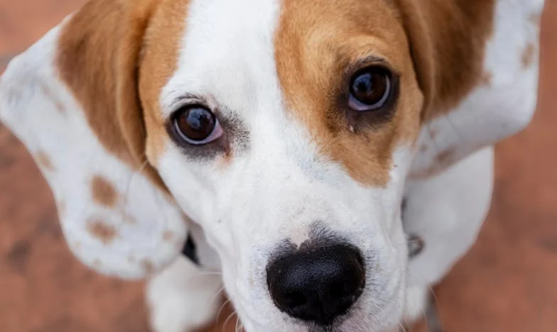 Když věrnost bolí: Jak mi voříšek změnil pohled na rodinu