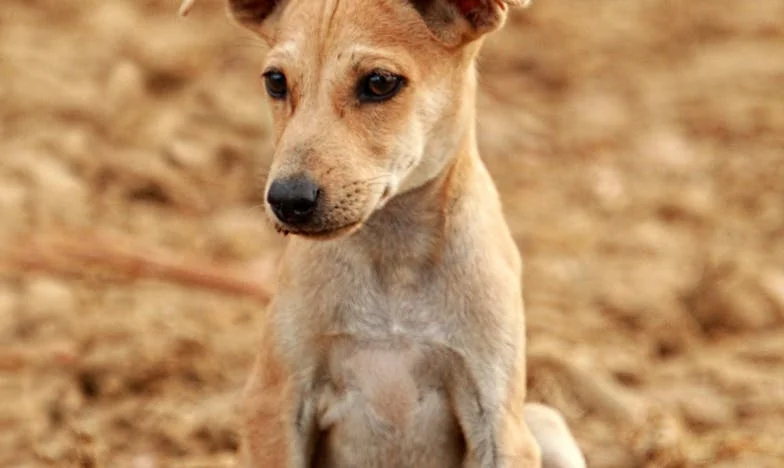 Krev na schodech a cizí pes v mém náručí: jak mi jeden hnědožíhaný kříženec rozbil život a pak ho znovu slepil