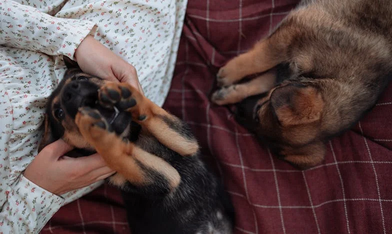 „Mami, nemůžu tě vzít k nám.“ A pak mi v předsíni zakňučel pes, který mi obrátil život naruby