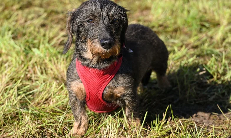 „Mamo, tady je ještě špinavo!“ V pět ráno mi pes olízl krev z prstu a já pochopila, že už nemůžu být služka ve vlastním životě