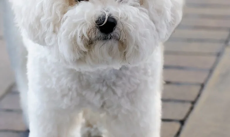 Můj pes Bubák byl jediný, kdo zůstal, když se naše rodina rozpadala.