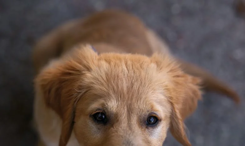 Na chodbě paneláku mi pes krvácí do dlaní a já nevím, jestli stihnu zavolat pomoc