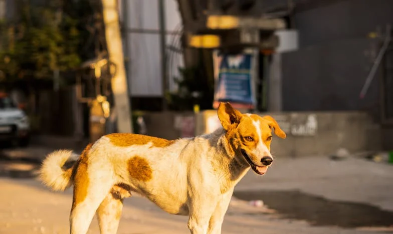 Na chodníku u Vltavy mi pes olízl krev z dlaně a já věděla, že když se zvednu, už se nevrátím do svého starého života