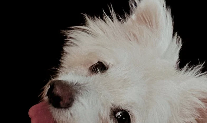 Pes, který rozbil mé hradby: Jak mi Max změnil život po rozvodu