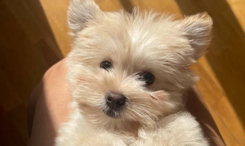 Pod maskou spravedlnosti: Příběh z českého autoservisu