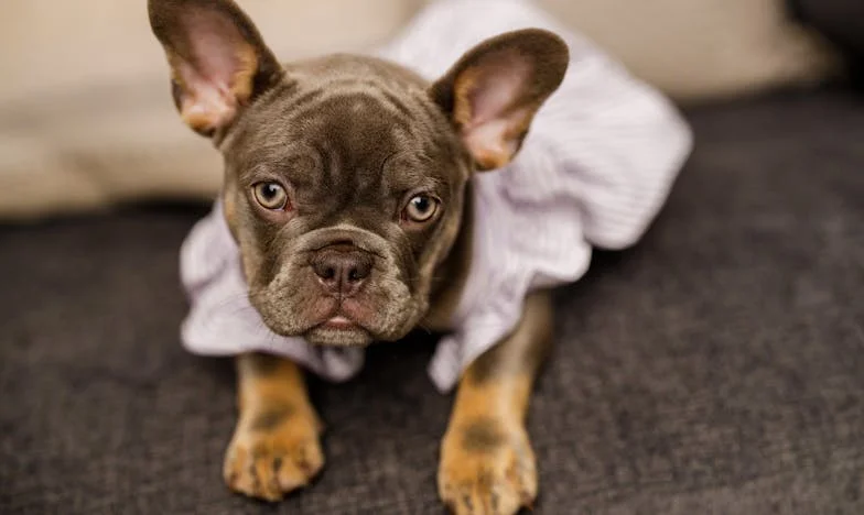 „Proč nevaříš jako Ágnes?” — Když pes zachrání manželství na sídlišti v Brně