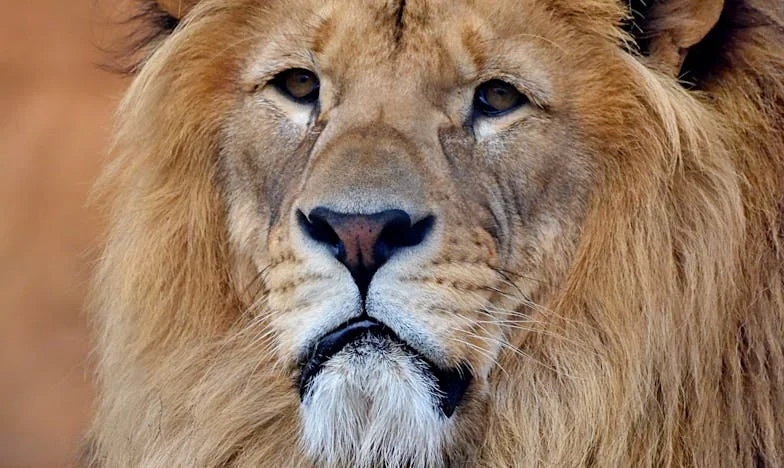 Svatba snů, která se změnila v noční můru: Jak peníze a hrdost roztrhaly naši rodinu