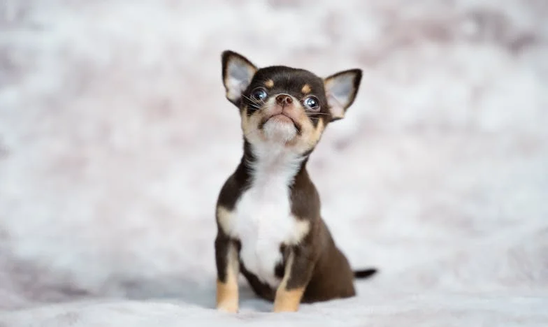 Svekrvina Sjena: Pes, který mě donutil říct „dost“ a zachránil mi hlavu