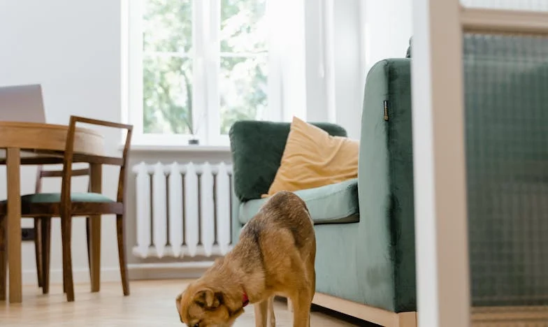 Tak mě slyšel syn – a pak mě zachránil kříženec z útulku: Moje stáří, můj byt, moje důstojnost