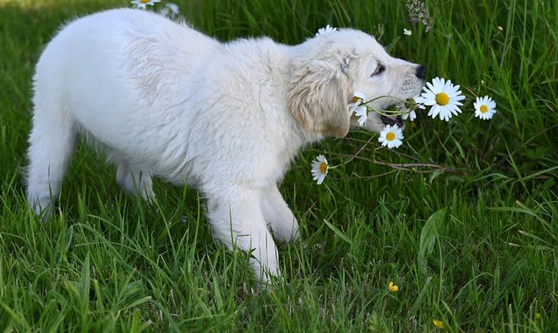 „Tátu jsem roky neviděla, teď mi před dveřmi nechal psíka a dopis s žádostí o pomoc“