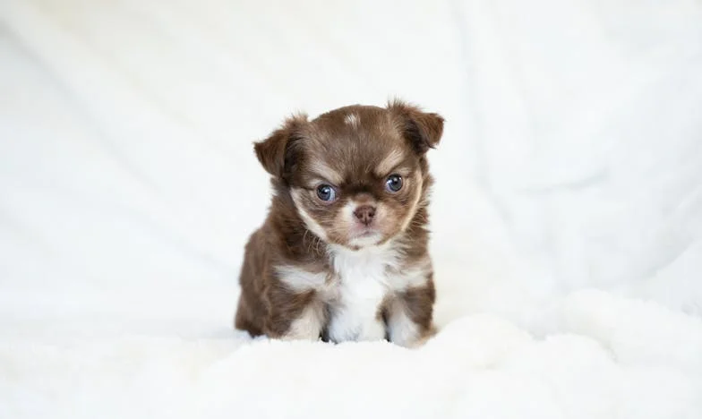 V pět ráno mi na chodbě paneláku pes tlačil čumák do dlaně a já cítila krev, ale ještě jsem nevěděla, kdo z nás se dnes zlomí