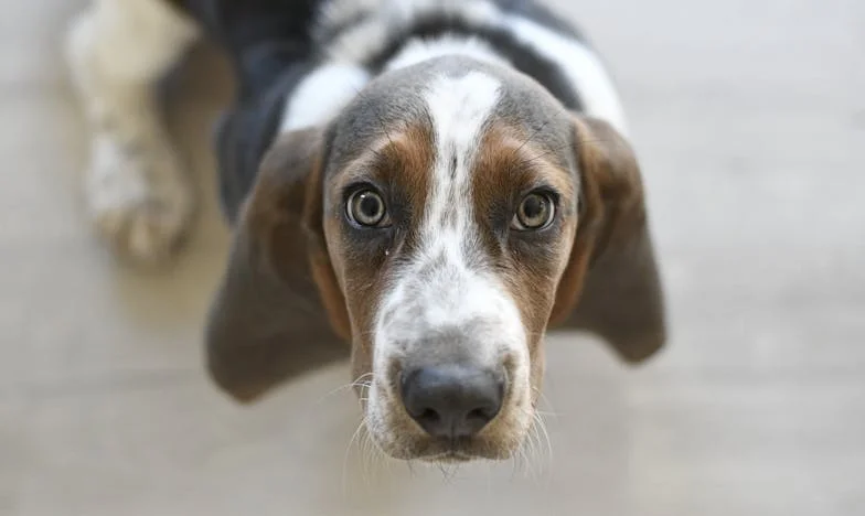 V pět ráno mi pes roztrhl rukáv a já uviděla krev na schodech paneláku. A za dveřmi mě čekala zrada