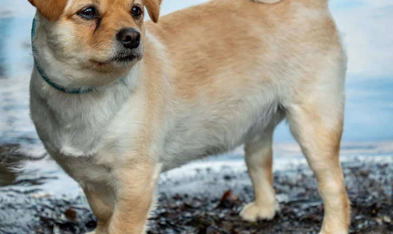 V pět ráno mi pes zaryl čumák do ruky a táhl mě z kuchyně, zatímco za dveřmi funěla policie