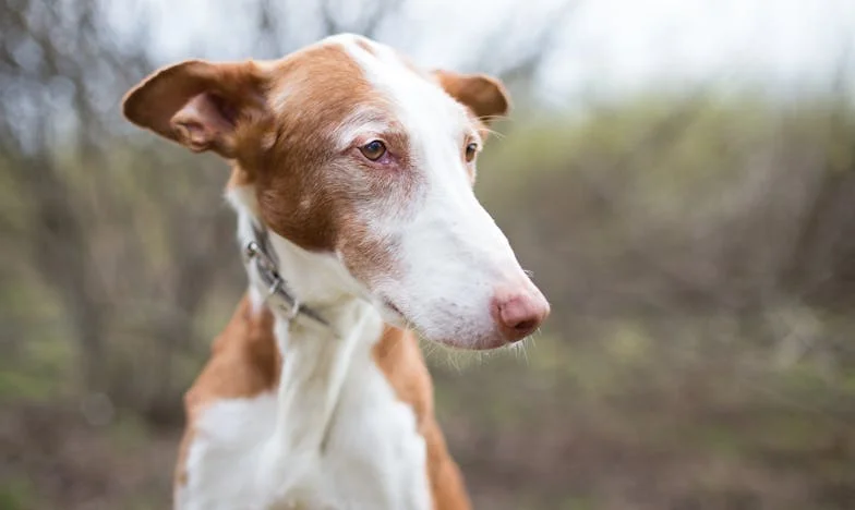 Ve tři ráno mi pes vyrval z ruky klíče a já ucítila krev — a pochopila, že už nemůžu žít ve stínu tchyně