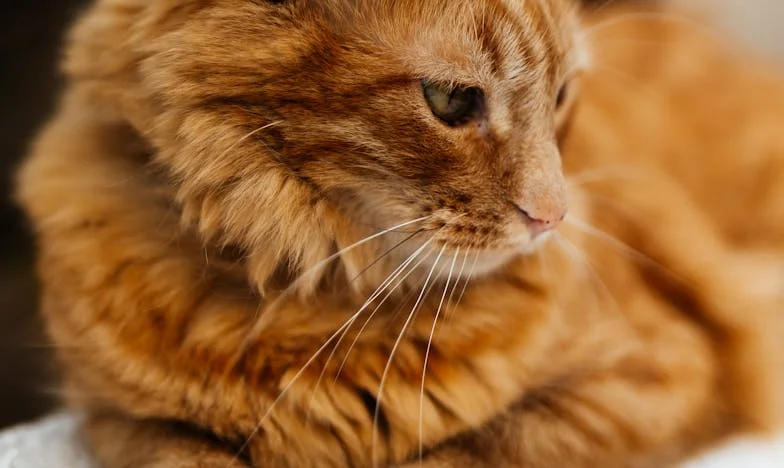 Zakázaná pomoc: Když mi manžel nedovolil, aby mi máma pomáhala s naším dítětem