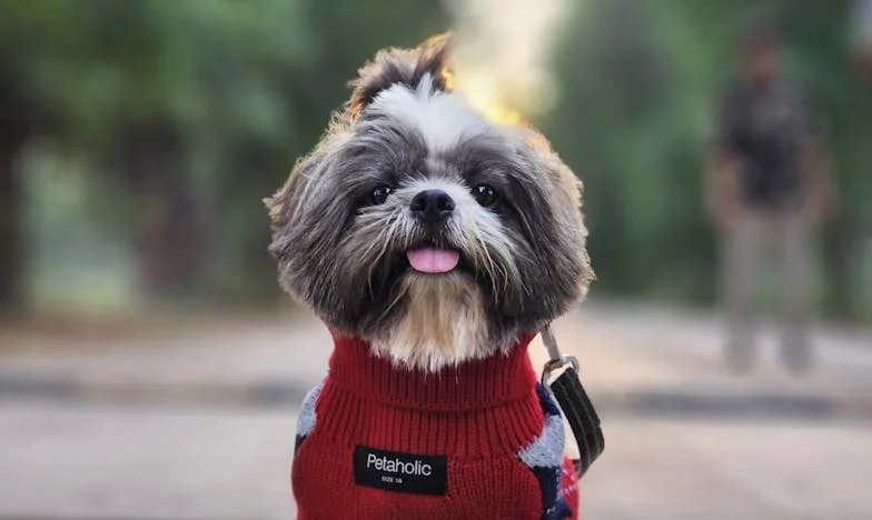 Ztracená v šeru paneláku: Jak mi starý voříšek ukázal, co znamená být potřebná