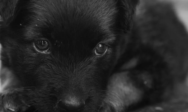 „A krev z bříška kapala na lino.” – Den, kdy Max změnil moje hranice