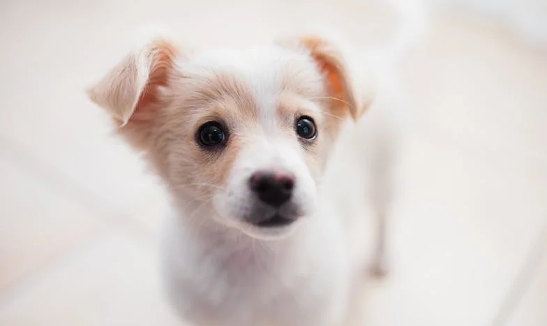 Blekova tlapka mezi dveřmi: Když mě cizí pes donutil začít znovu důvěřovat lidem