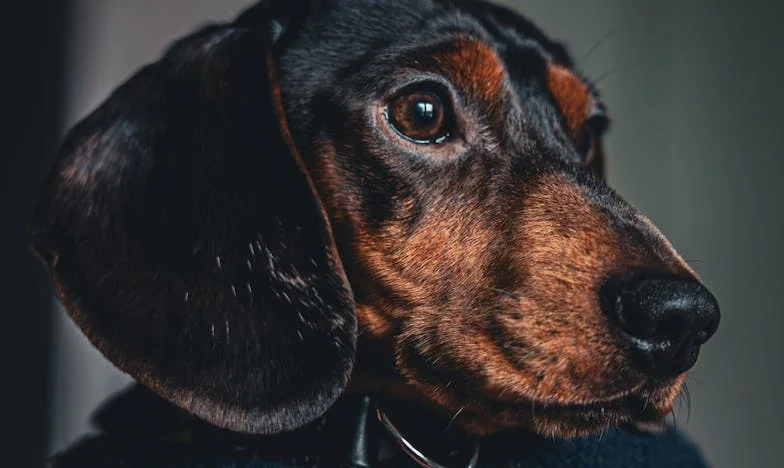 Den, kdy mi Max změnil život: Příběh ze sídliště v Plzni