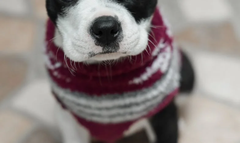 Dnes jsem poprvé od rozvodu někoho obejmula — nebyl to člověk, ale starý jezevčík z útulku v Olomouci — a teď mi krvácí ruka, protože se polekal ohňostroje a vyškubl se mi na sídlišti před panelákem.