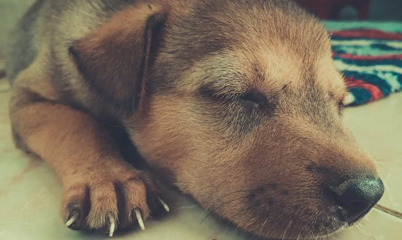 Dramat v dešti: Jak mi pouliční kříženec změnil život po rozvodu se synem