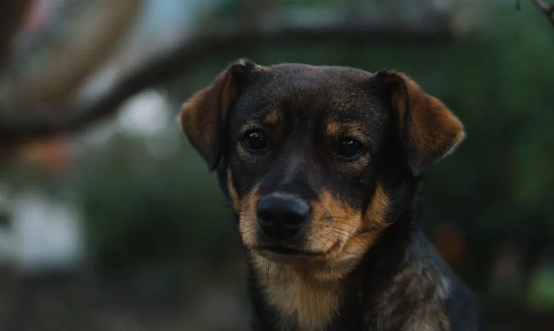 Fenka z útulku mě zachránila, když jsem se propadala do tmy — a přinutila mě změnit život, který jsem vzdala