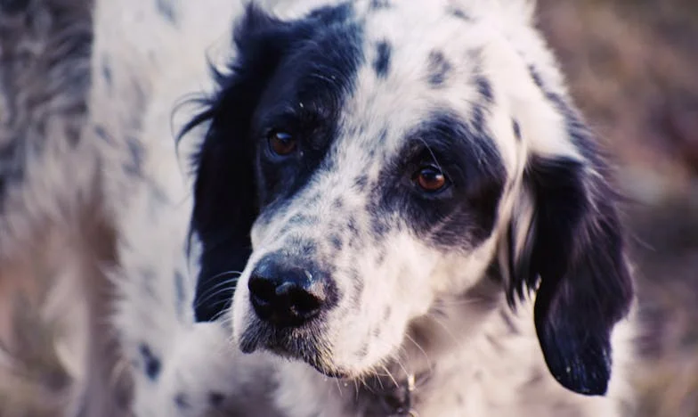 Jak jsem kvůli fence Sáře opustila svůj byt a začala znovu žít: Přiznání po rozvodu v Plzni