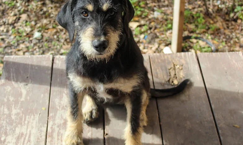 Jak mě starý jezevčík Arnošt donutil zavolat syna: O návratu z osamění